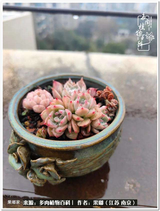 球球大作战代刷-球球全网最低自助下单平台 球球大作战代刷-球球全网最低自助下单平台