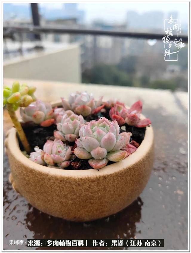球球大作战代刷-球球全网最低自助下单平台 球球大作战代刷-球球全网最低自助下单平台