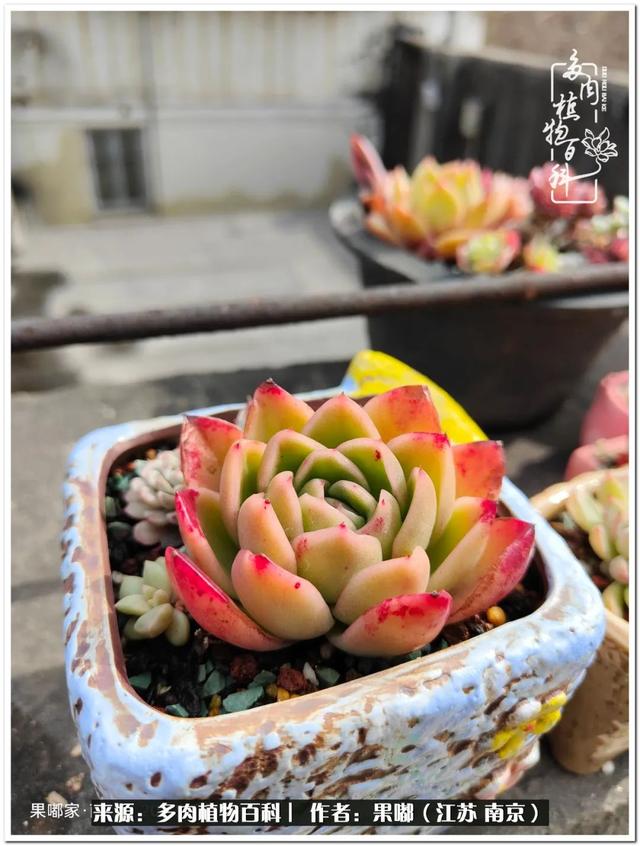 球球大作战代刷-球球全网最低自助下单平台 球球大作战代刷-球球全网最低自助下单平台