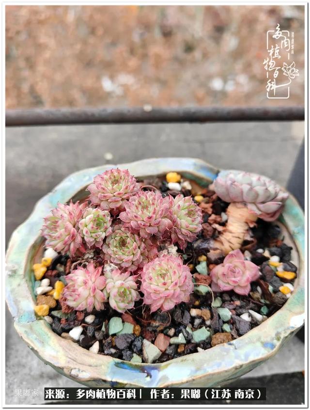 球球大作战代刷-球球全网最低自助下单平台 球球大作战代刷-球球全网最低自助下单平台