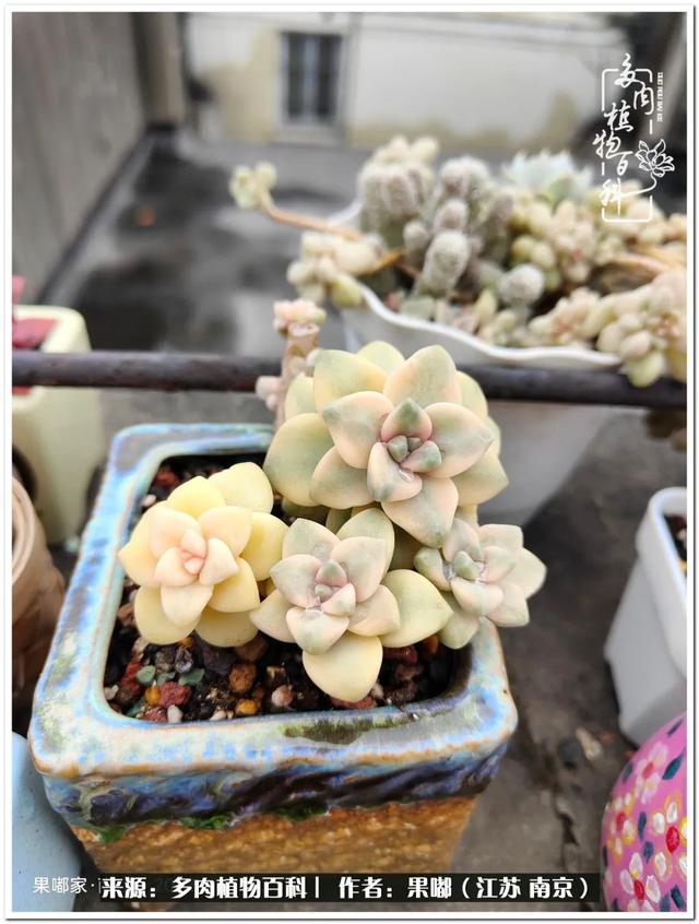 球球大作战代刷-球球全网最低自助下单平台 球球大作战代刷-球球全网最低自助下单平台