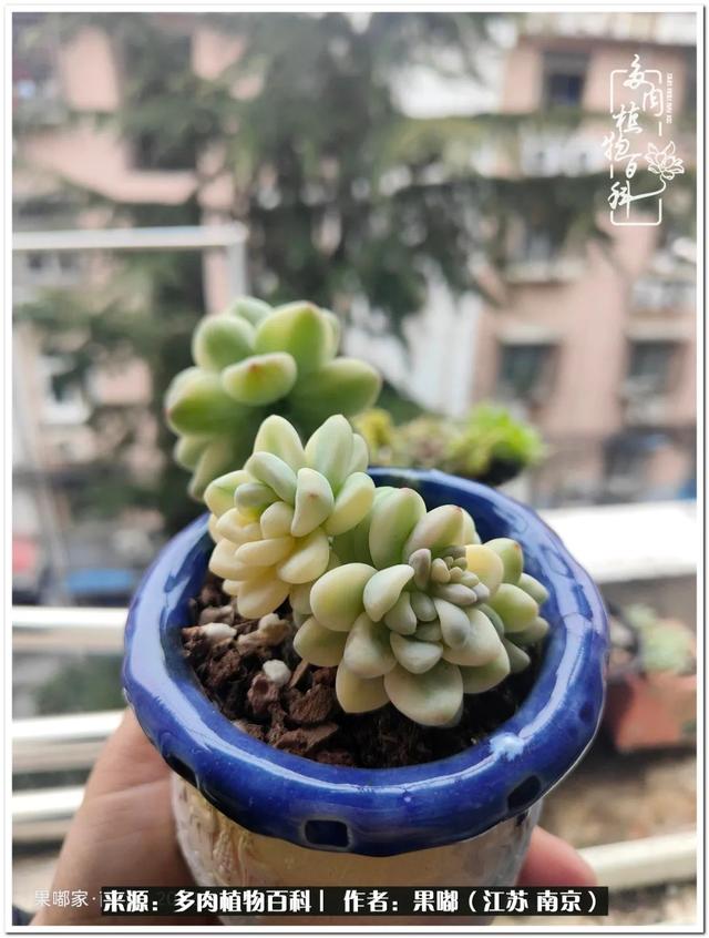 球球大作战代刷-球球全网最低自助下单平台 球球大作战代刷-球球全网最低自助下单平台