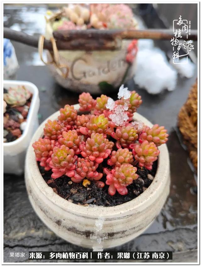 球球大作战代刷-球球全网最低自助下单平台 球球大作战代刷-球球全网最低自助下单平台