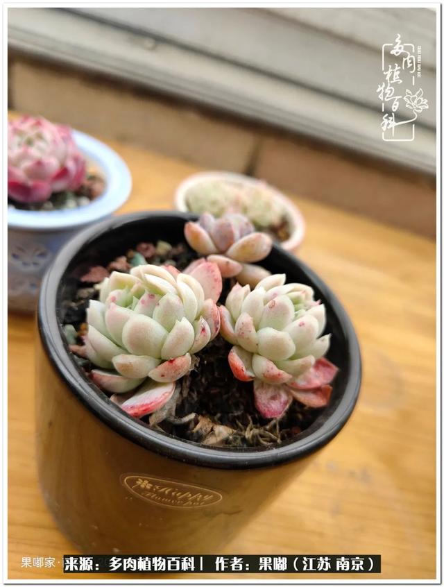 球球大作战代刷-球球全网最低自助下单平台 球球大作战代刷-球球全网最低自助下单平台