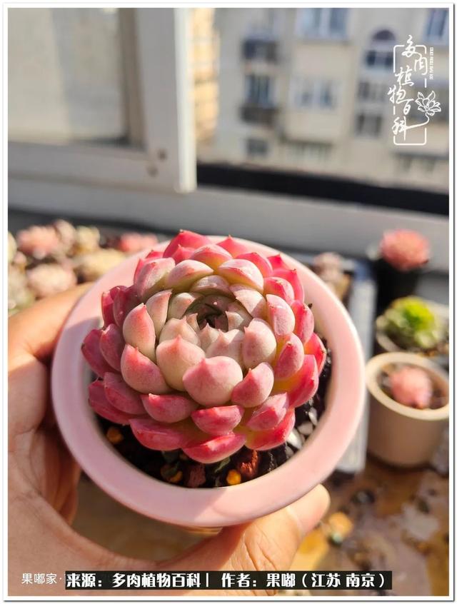 球球大作战代刷-球球全网最低自助下单平台 球球大作战代刷-球球全网最低自助下单平台