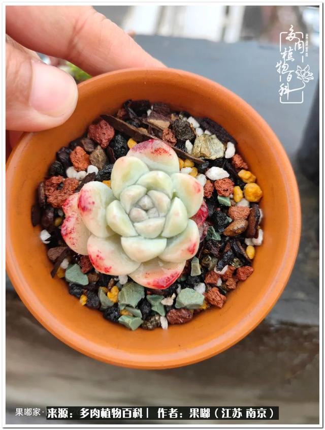 球球大作战代刷-球球全网最低自助下单平台 球球大作战代刷-球球全网最低自助下单平台
