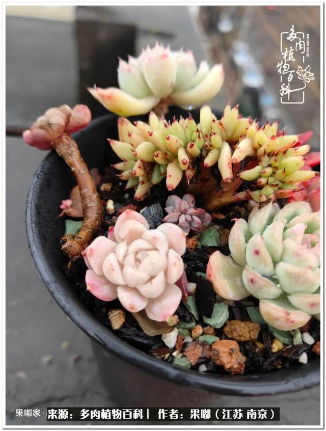 球球大作战代刷-球球全网最低自助下单平台 球球大作战代刷-球球全网最低自助下单平台