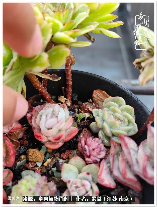 球球大作战代刷-球球全网最低自助下单平台 球球大作战代刷-球球全网最低自助下单平台