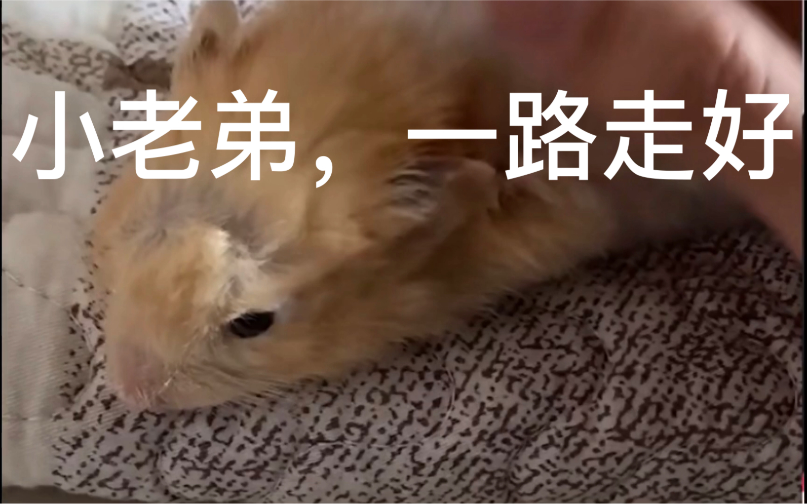 代刷小老弟（小老弟刷快手）