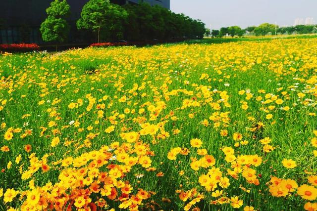 夏花代网刷（夏花是什么app）