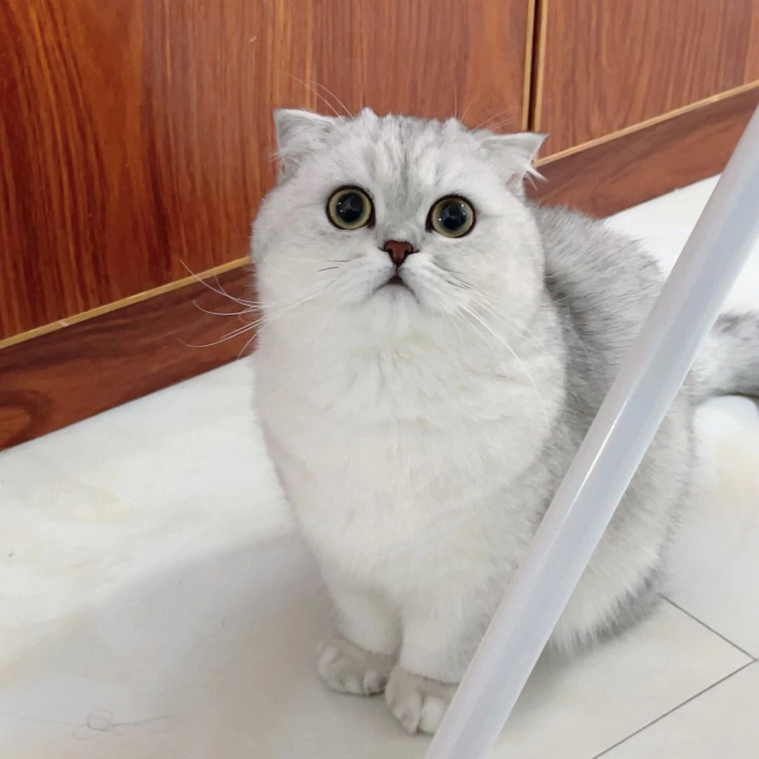 喵代网刷（猫咪代刷网）
