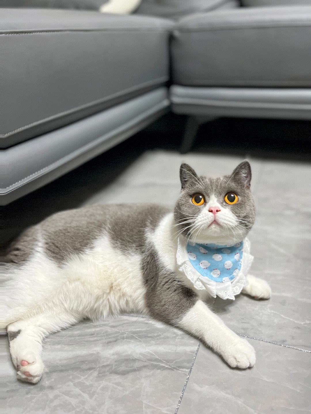 喵代网刷（猫咪代刷网）