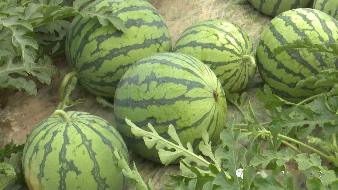 西瓜代刷平台（西瓜兼职是真的吗?）