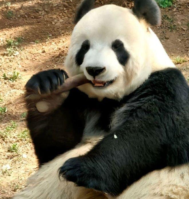 熊猫代刷网_熊猫代练