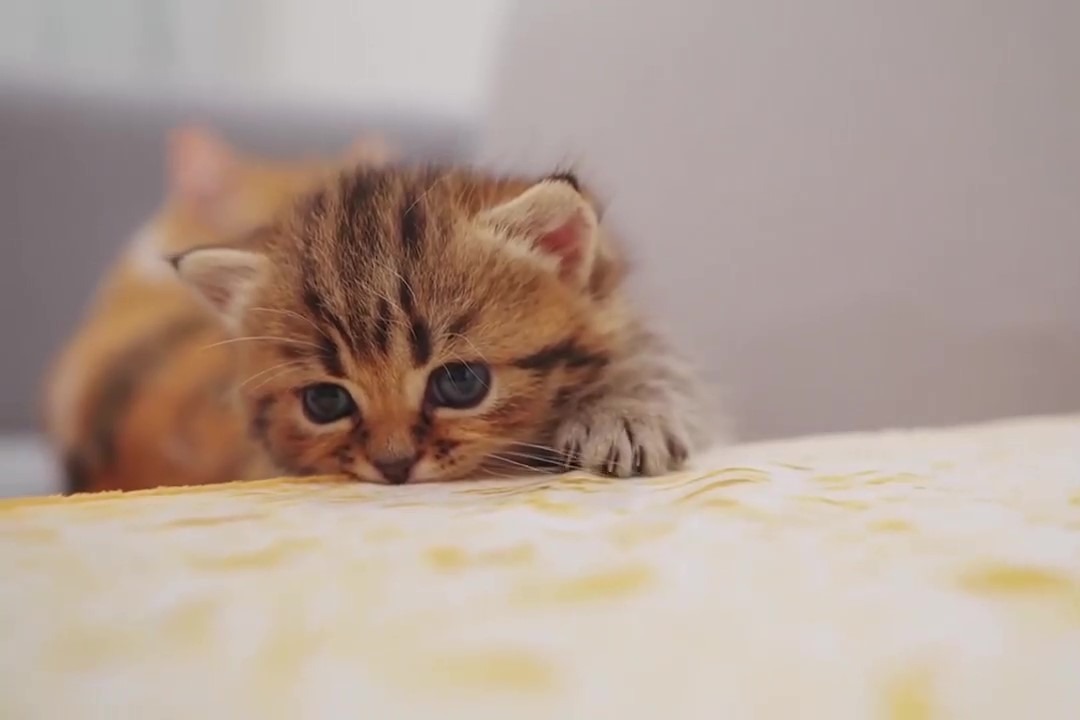 奶猫代刷网_代刷网喵喵
