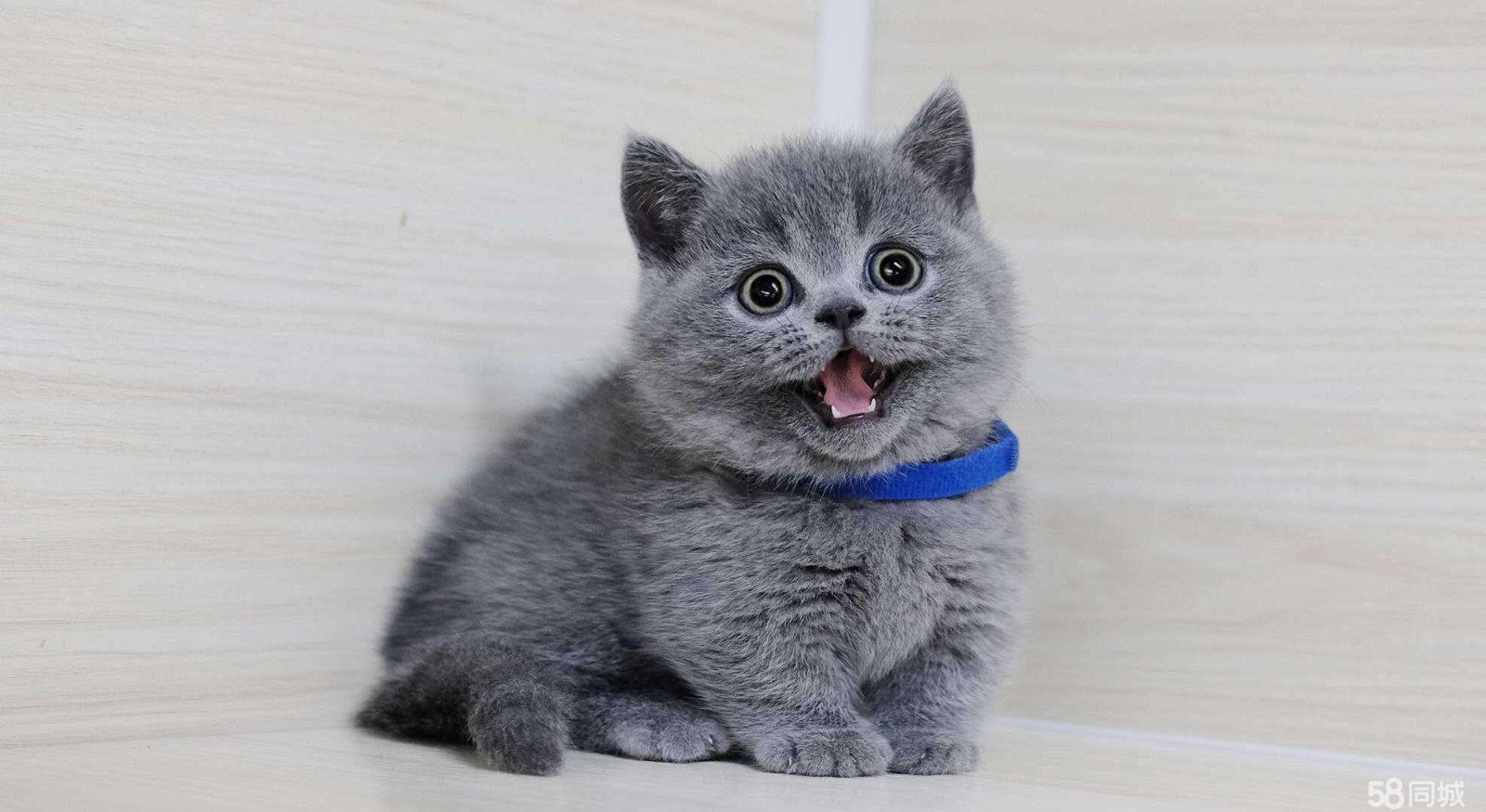 奶猫代刷网_代刷网喵喵