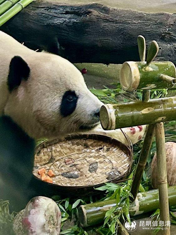 熊猫刷粉_熊猫绘画刷粉